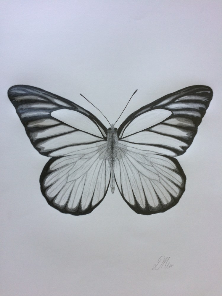 Butterfly Pencil Drawing.jpg