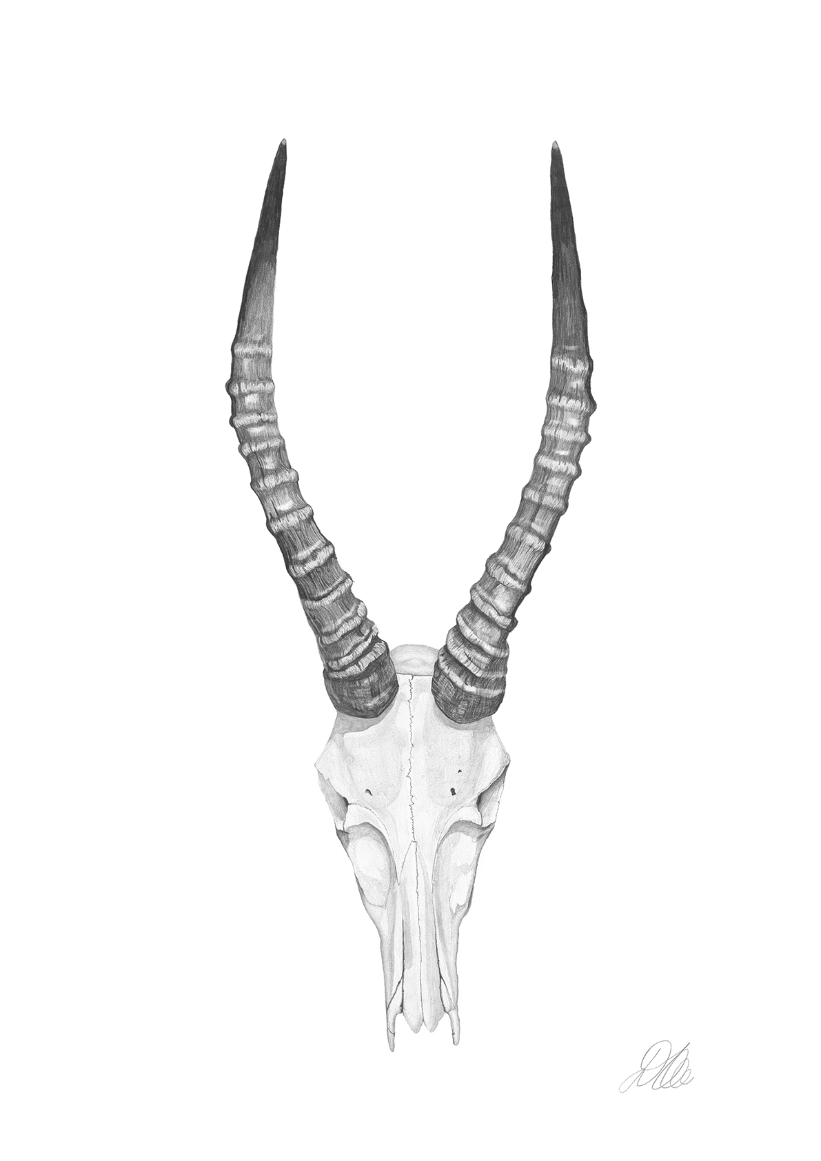 Antelope Skull | Pencil Drawing by Debbie New