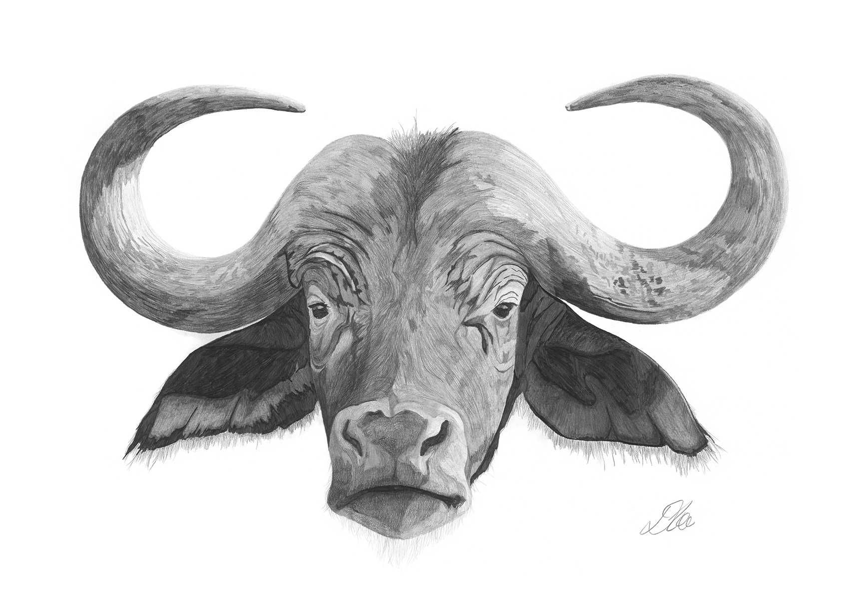 Buffalo | Pencil Drawing by Debbie New