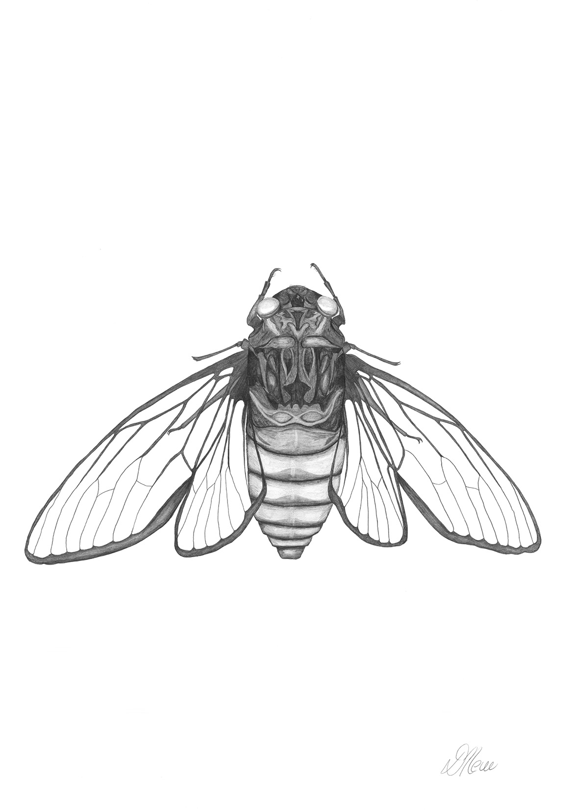 Cicada 1 | Pencil Drawing by Debbie New
