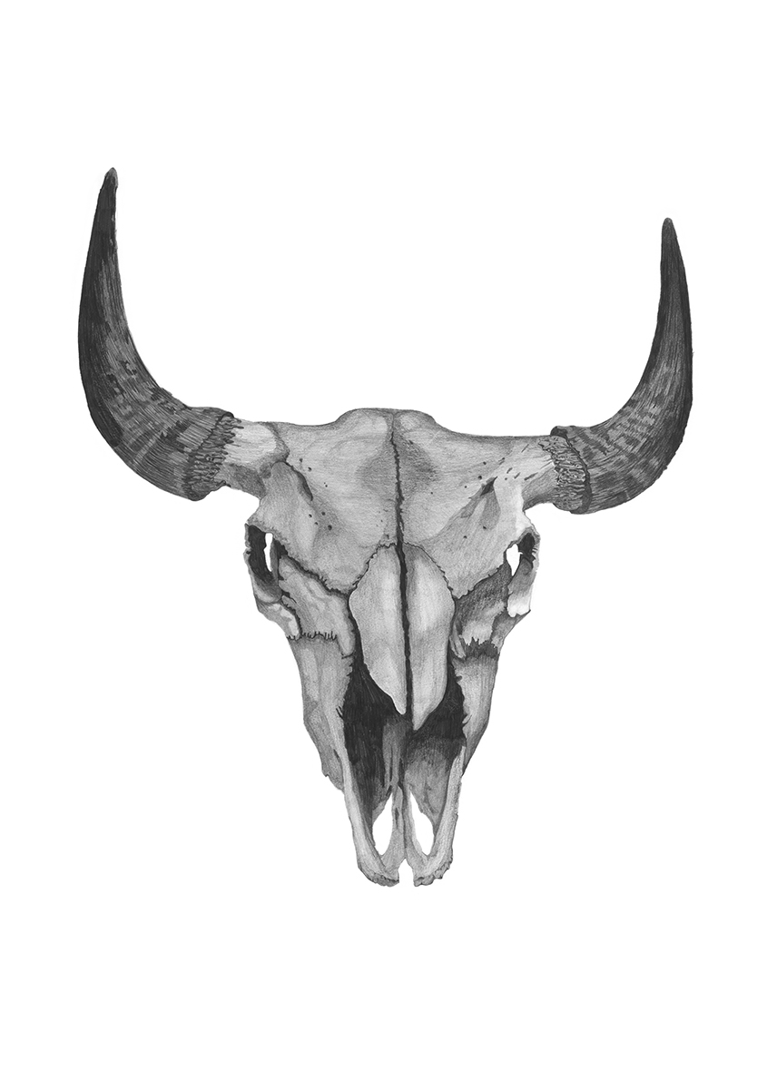 Cow 1 | Pencil Drawing by Debbie New