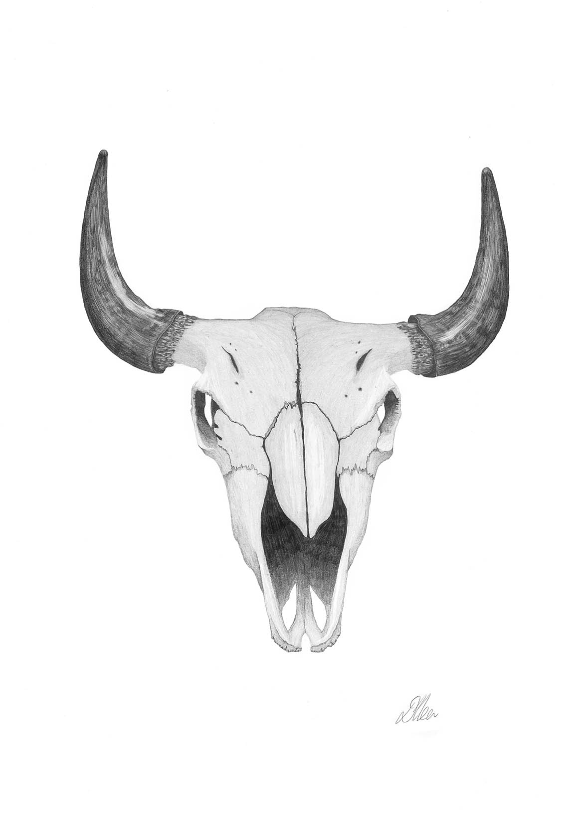 Cow 2 | Pencil Drawing by Debbie New