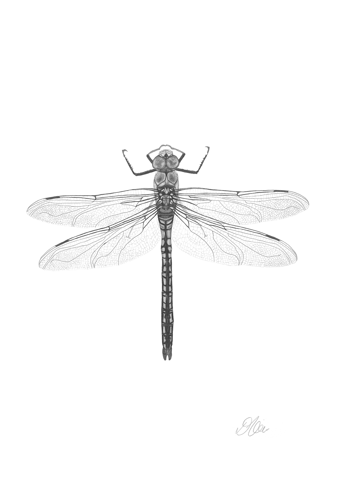 Dragonfly Portrait | Pencil Drawing by Debbie New
