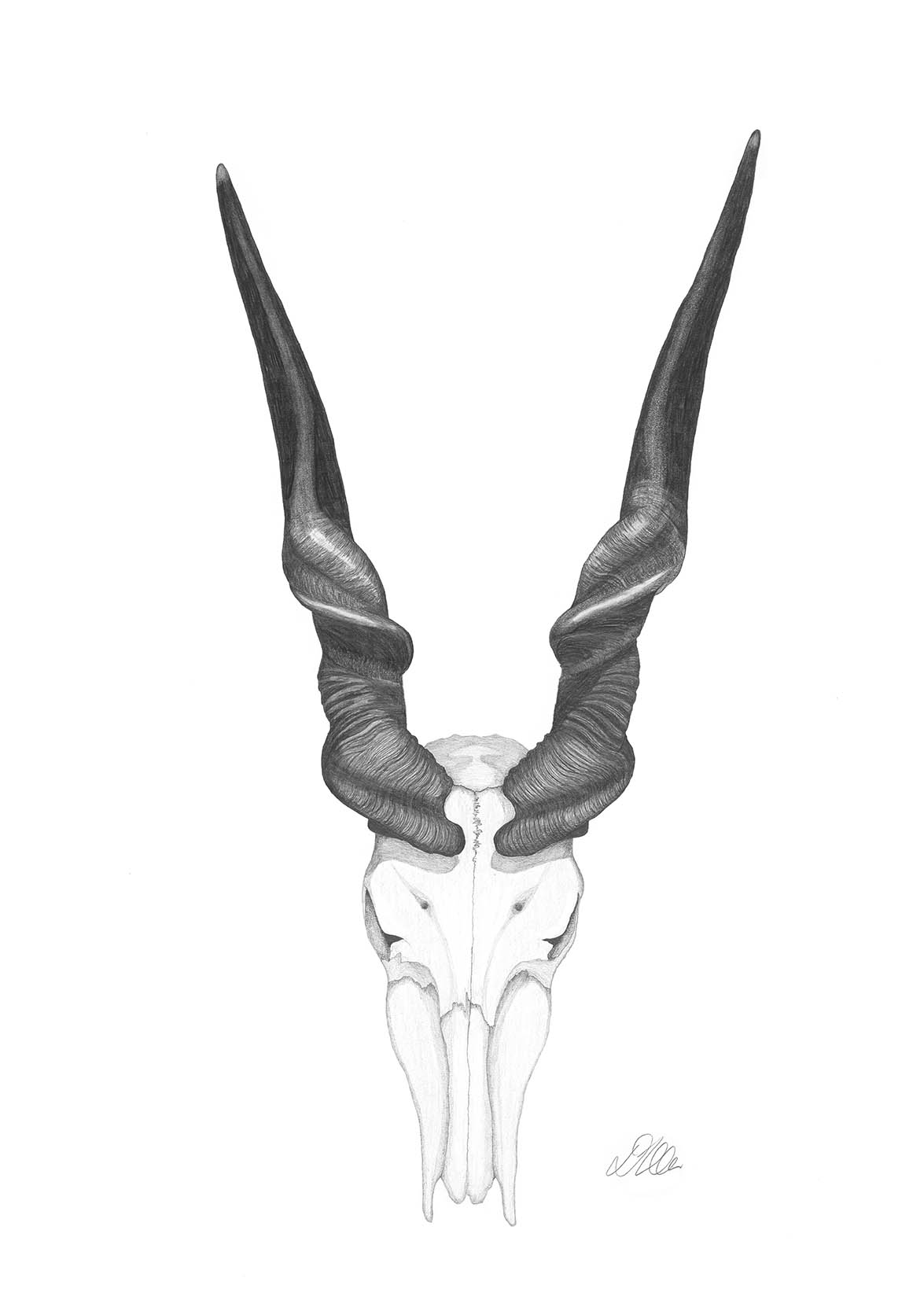 Giant Eland Skull | Pencil Drawing by Debbie New