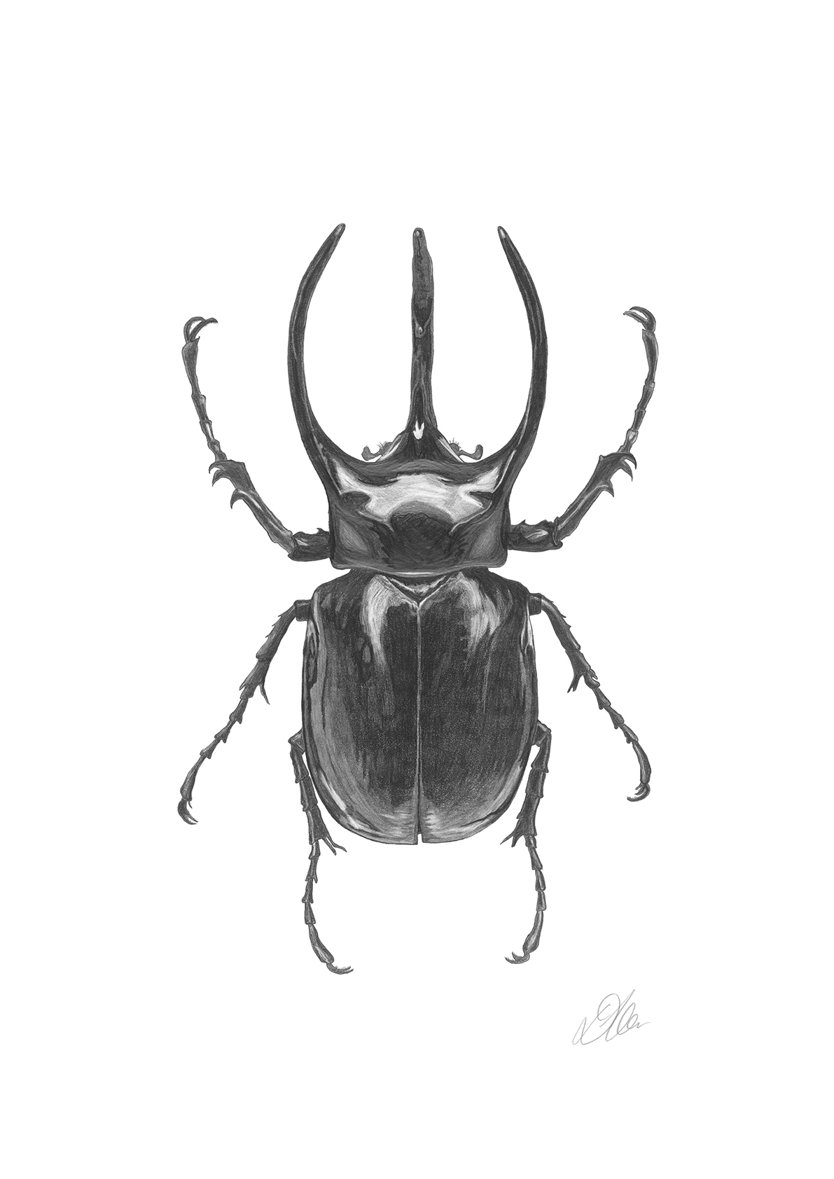 Longhorn Beetle | Pencil Drawing by Debbie New