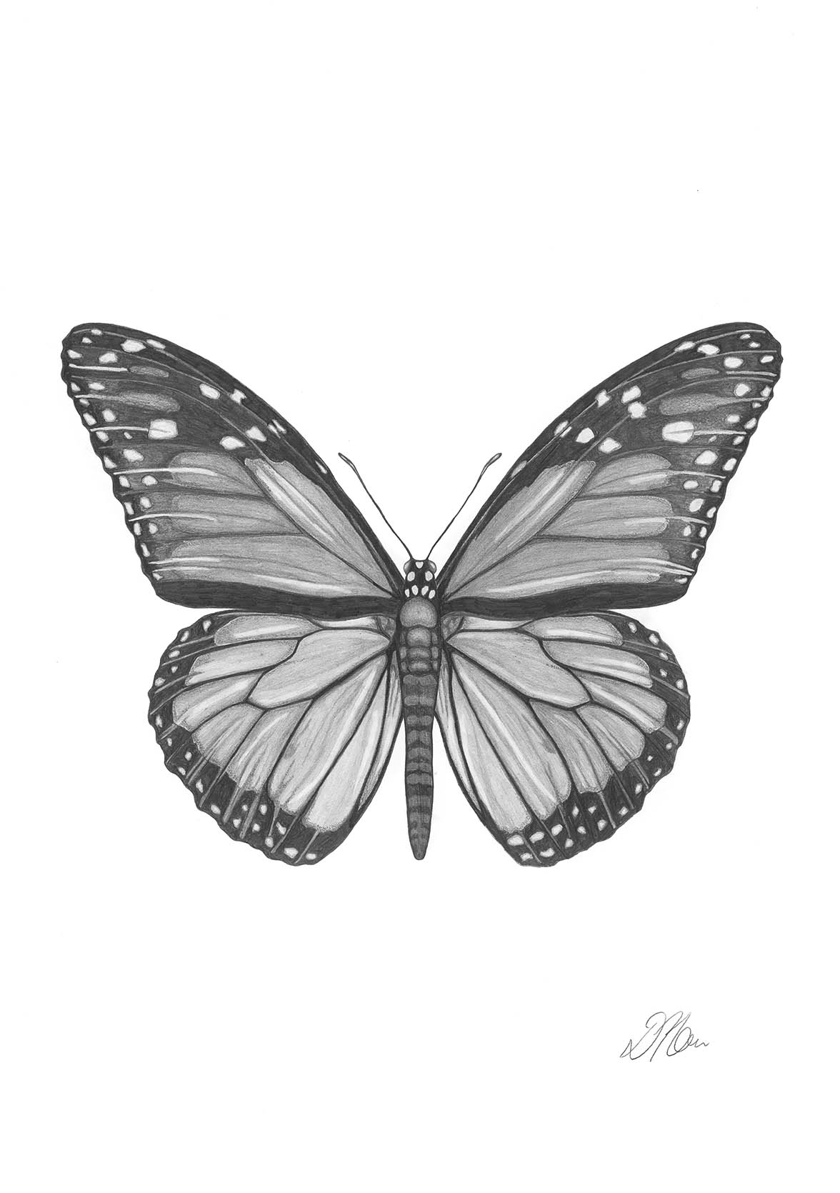 Monarch Butterfly | Pencil Drawing by Debbie New