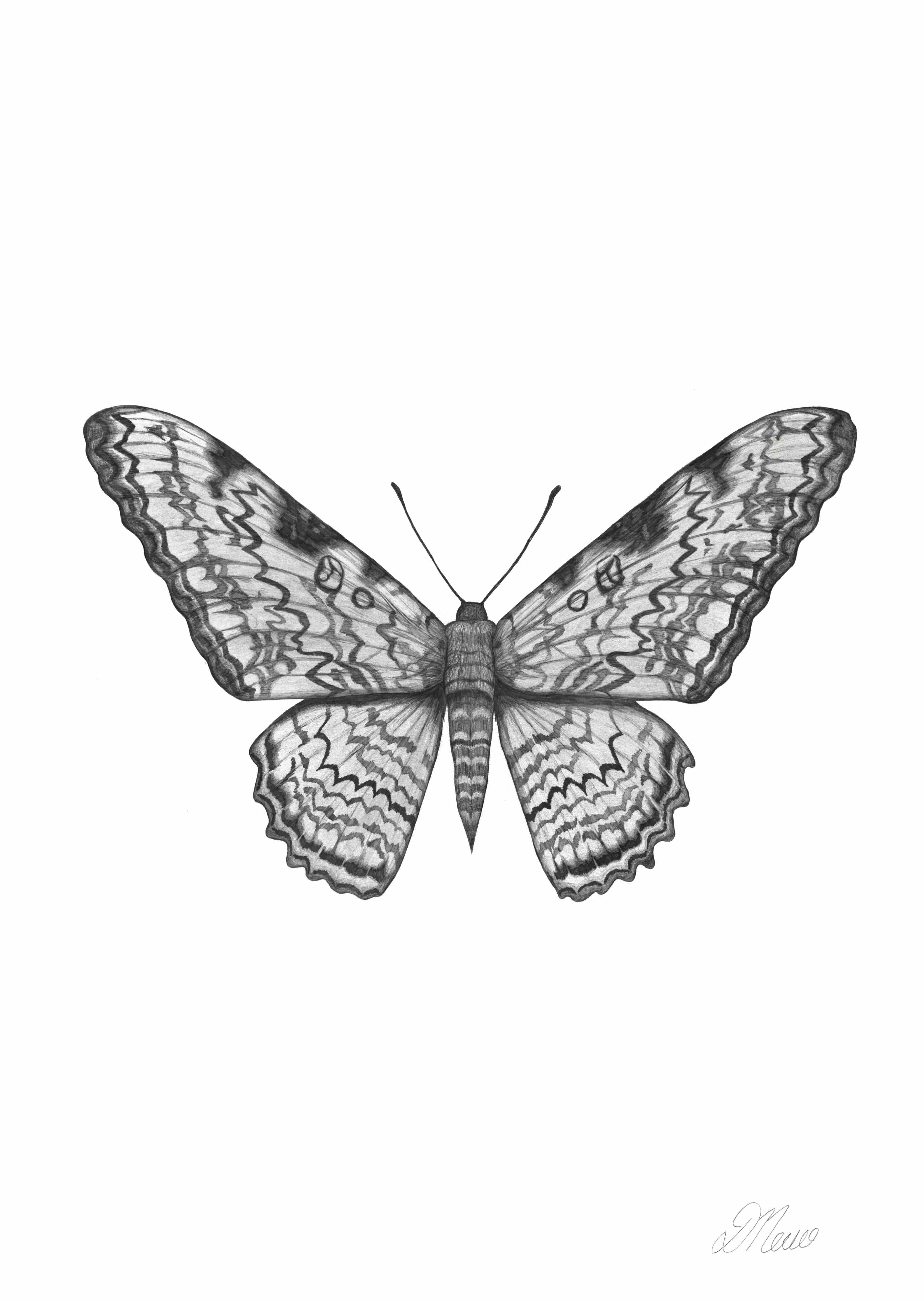 Moth 2 | Pencil Drawing by Debbie New | Size A2 | Limited Edition Prints: 100