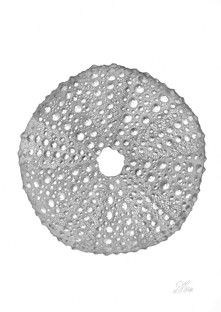 Debbie New's fine art pencil drawing of a sea urchin. Currently based in Dubai, Debbie's work ships globally