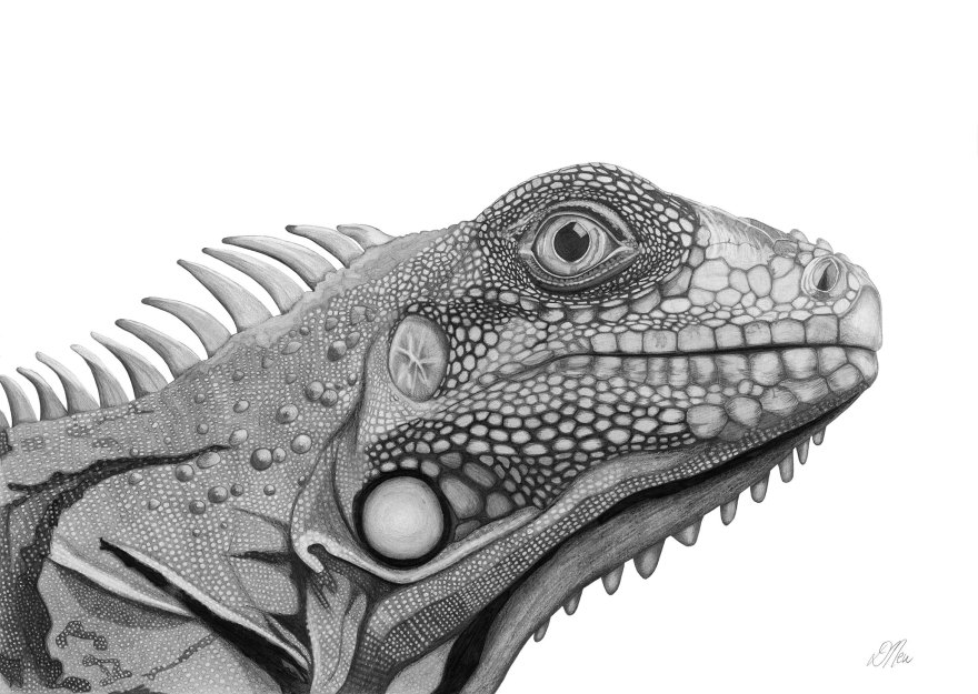 Iguana Pencil Drawing | Art for Interiors | Debbie New Fine Art