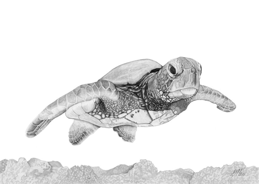 Turtle Pencil Drawing by Debbie New Fine Artist